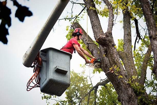 Best Dead Tree Removal  in Dagsboro, DE